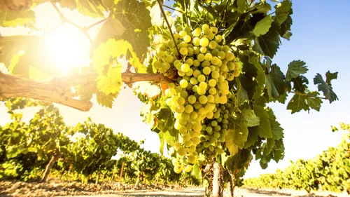 La viticulture se développe dans les Hauts-de-France