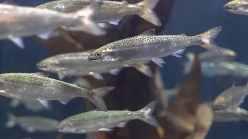 Pure Salmon : avis favorable du CODERST