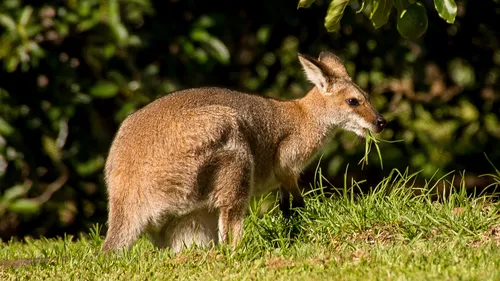 Deux wallabies d’une ferme pédagogique de Ghyvelde se sont enfuis...