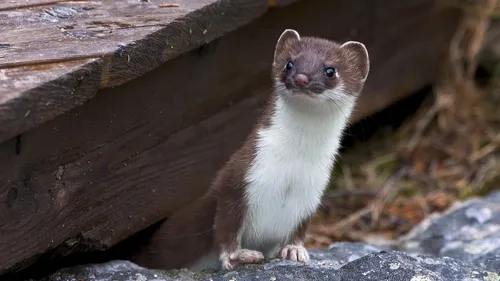 La chasse à la belette autorisée dans le Pas-de-Calais