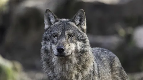 Un loup aperçu à la frontière belge près de Poperinge