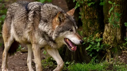 Un loup aperçu à la frontière belge, près de Poperinge