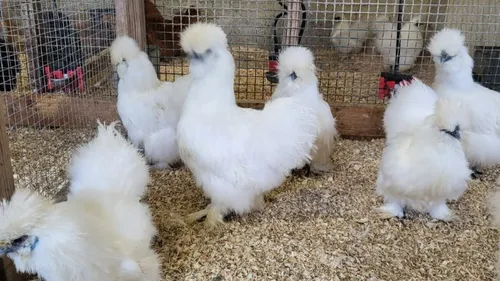 Saint-Omer : 800 animaux de basse-cour à découvrir ce week-end à la...