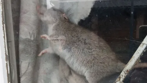 Boeschepe : près de 500 rats découverts dans une maison, la...
