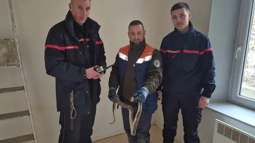 Boulogne-sur-Mer : un serpent de plus d’un mètre découvert sous une...