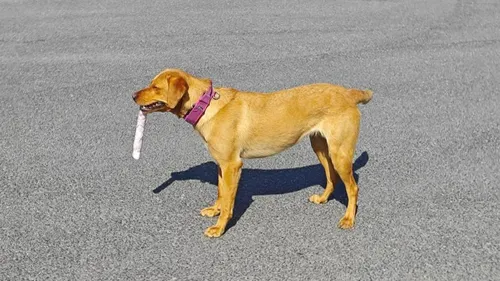 Dunkerque-Calais : des chiens formés et mobilisés par la douane...