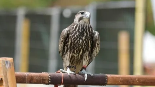 Watten : PAZ prévoit une action de sensibilisation pour dire stop à...