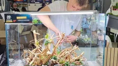 Un Mametzien champion de France junior d'aquascaping à 18 ans