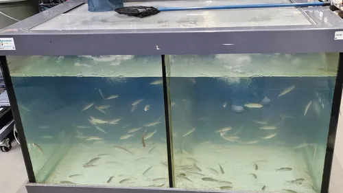 Pourquoi Decathlon Grande-Synthe arrête la vente de poissons vivants ?