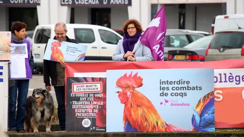 Avant les combats de coqs de samedi, le Parti Animaliste annonce...