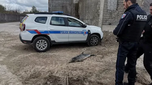 Deuxième dauphin mort découvert à Hardelot