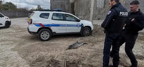 Deuxième dauphin mort découvert à Hardelot