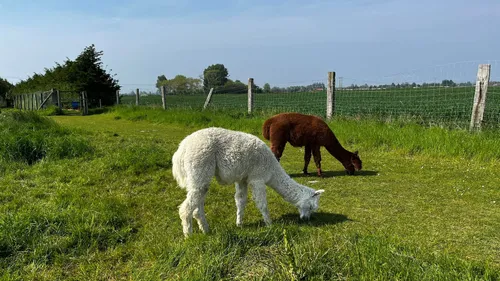 Le Camélus : 30 ans de passion pour les animaux partagée à Ghyvelde