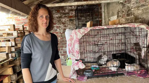 Pas-de-Calais : frappée par le typhus l'association chats du...