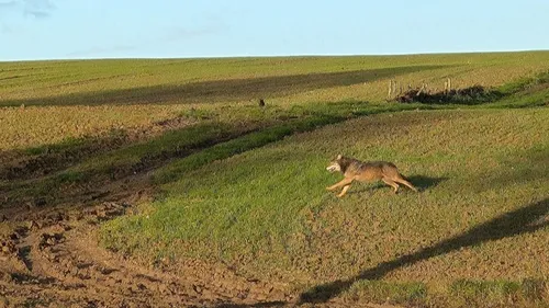 Une louve repérée dans le Boulonnais 
