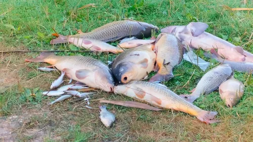Loon-Plage : tous les poissons retrouvés morts au Parc Galamé