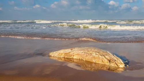 Un mammifère retrouvé mort sur la plage de Blériot