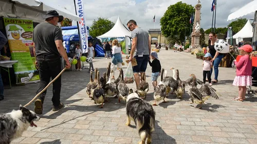 La plus grande ferme de France s'installe à Gravelines ce week-end