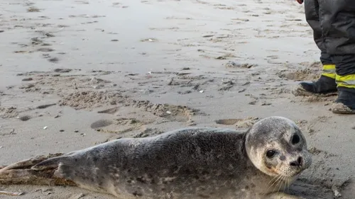 Bray-Dunes : un jeune phoque pris en charge