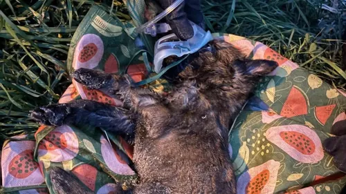 Dunkerque : Un petit chien retrouvé dans une poubelle enterrée à Malo