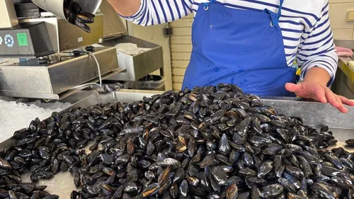 Pêche de la moule : comment les professionnels s'adaptent aux...