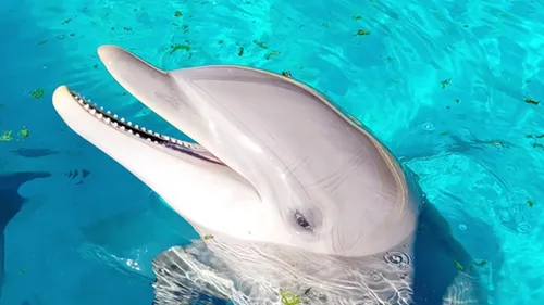 Ambleteuse : Un dauphin retrouvé mort sur la plage