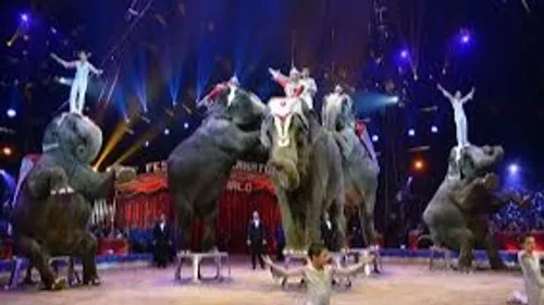 Calais Générosité refait son cirque au bassin Ouest