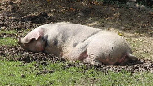 Une truie piégée dans une fosse à lisier à Berthen