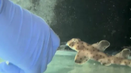  Nausicaá enregistre sa première naissance d'un bébé requin dormeur...