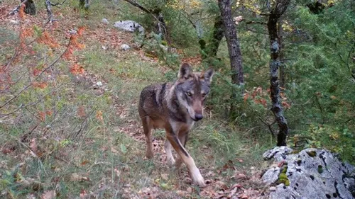 Des loups de plus en plus présents sur la Côte d’Opale, mais...