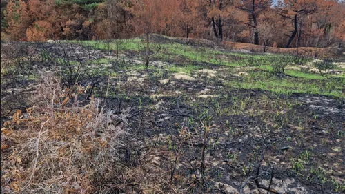 Incendie à Dannes-Hardelot : comment éviter un nouveau scénario...