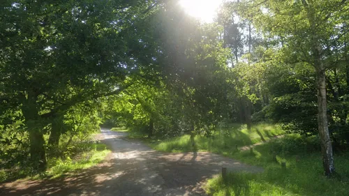 Saint-Étienne-au-Mont : 500 m² de la forêt d'Écault détruits dans...