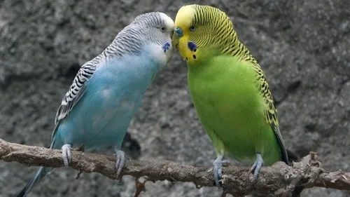 La grande bourse aux oiseaux d’élevage revient ce week-end à...