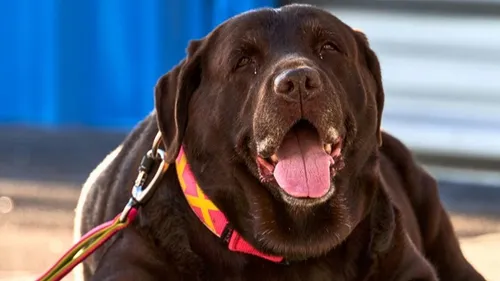 Wimereux : un labrador chute d'une falaise, les pompiers...