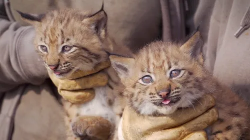 Fort-Mardyck : les naissances à Biotopia, un impact fort pour le...