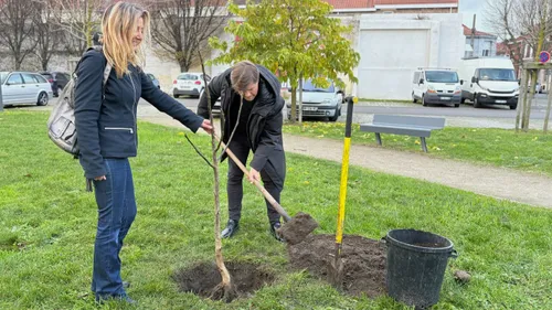 Coudekerque-Branche au secours du noyer bijou