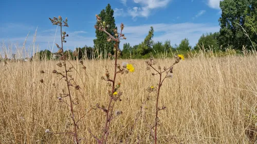 Flandres Côte d'Opale : le cap des 50 jours sans pluie...