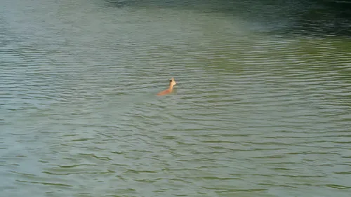 À Bergues, une chevrette sauvée des eaux du canal 
