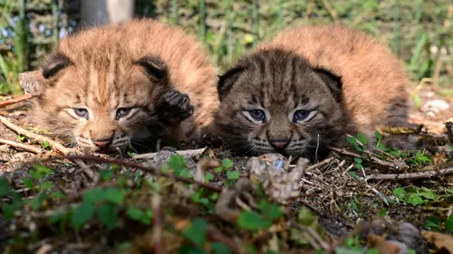 Fort-Mardyck : Bio-Topia célèbre quatre naissances rares et...