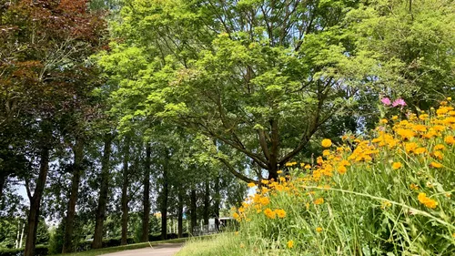 Des photos d’arbres contre des bons d’achat à Coudekerque-Branche