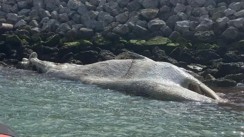 Calais : il faudra attendre pour retirer la dépouille de la baleine...