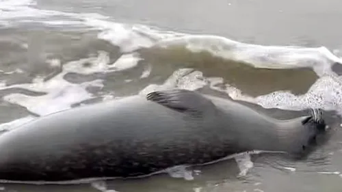 Bray-Dunes: un phoque retrouvé mort sur la plage
