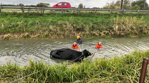 Opération sauvetage d'une vache à Saint-Folquin