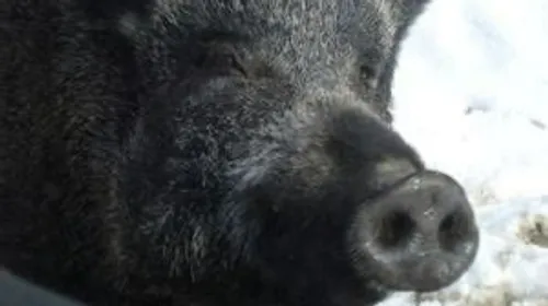 Accident à Saint-Inglevert : des sangliers retrouvés morts sur l’A16