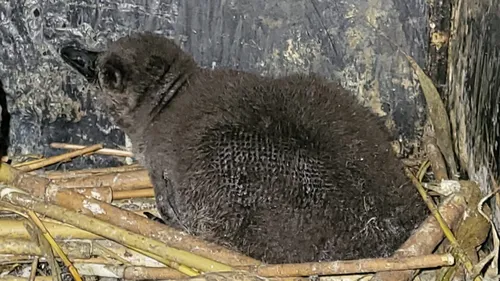 Nausicaa : naissance de deux bébés manchots
