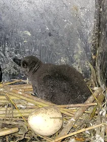 Nausicaa : naissance de deux bébés manchots