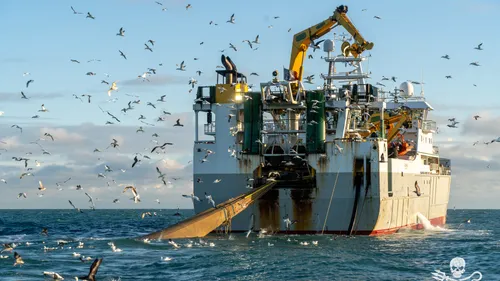 L'ONG Sea Shepherd dénonce la pêche massive des navires-usines au...