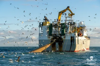 L'ONG Sea Shepherd dénonce la pêche massive des navires-usines au...