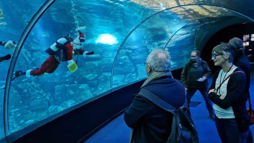 "Ca fait rêver": le Père Noël dans le grand bassin de Nausicaà...
