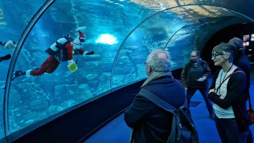 "Ca fait rêver": le Père Noël dans le grand bassin de Nausicaà...